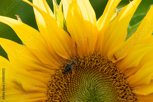 Pszczoła zapylająca słonecznik