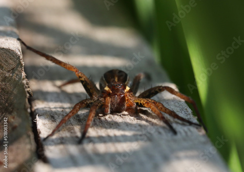 Great raft spider on a wooden fence, front view, macro