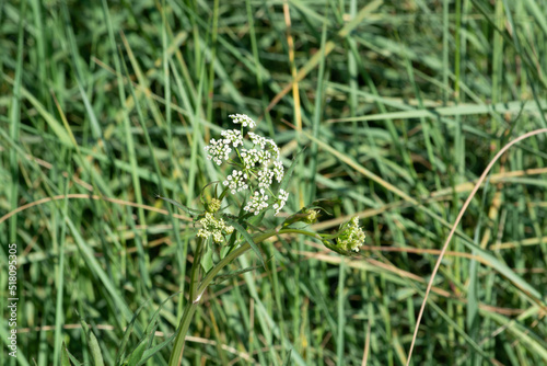 Sium, a plant. Grows near the banks of the Karatal River. Summer. Kazakhstan, Zhetysu region.