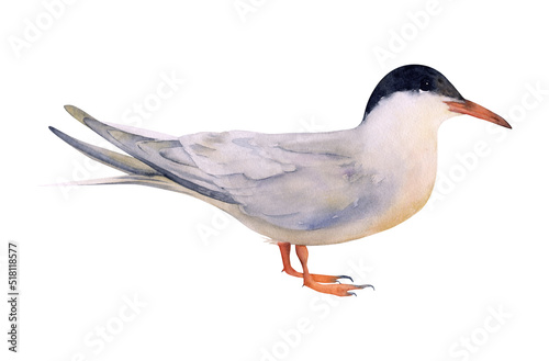 Hand-drawn watercolor Arctic tern illustration isolated on white background. Arctic bird. Animals collection