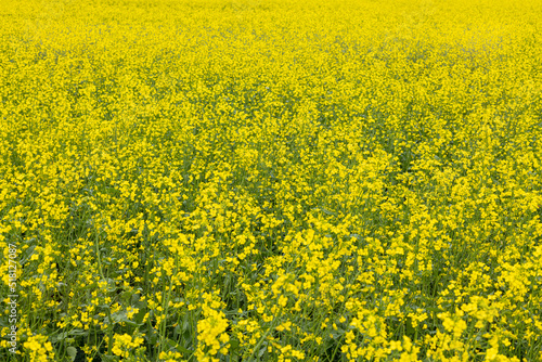 Panorama of rapeseed fields in the countryside .