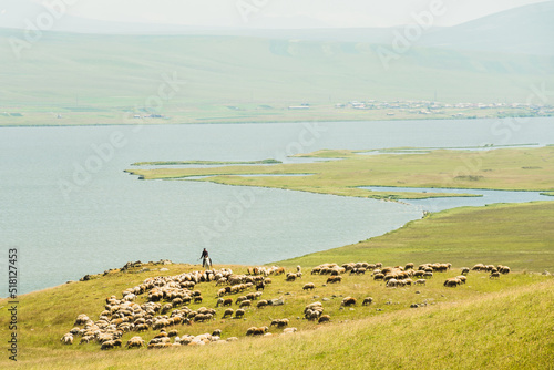 Shephard on horse with sheep by Paravani lake in summer