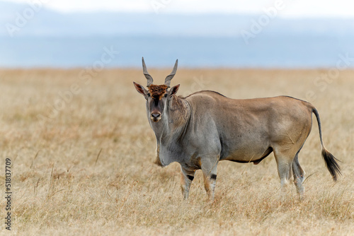 Common eland or eland antilope ( Taurotragus oryx) bull on the savannah of the Masai Mara National Reserve in Kenya