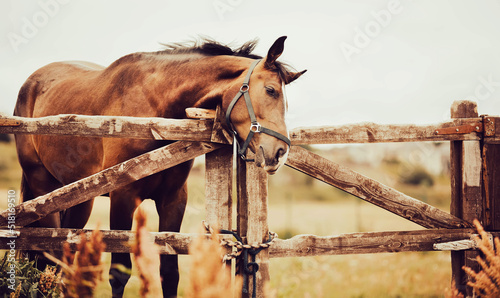 A beautiful bay horse with a halter on its muzzle stands in a paddock with a wooden fence on a farm on a summer day. Agriculture and livestock. Horse care.