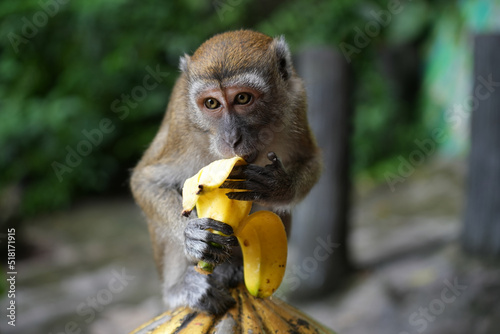 Affe isst Banane