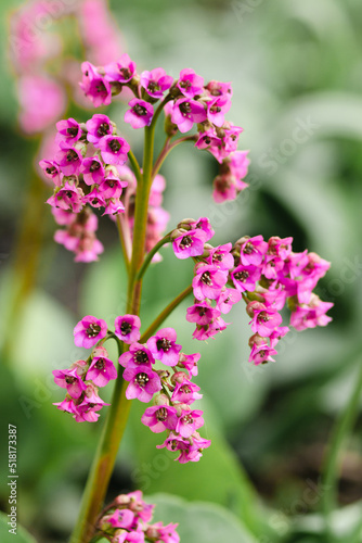 Pink flowers Badan thick-leaved in the garden