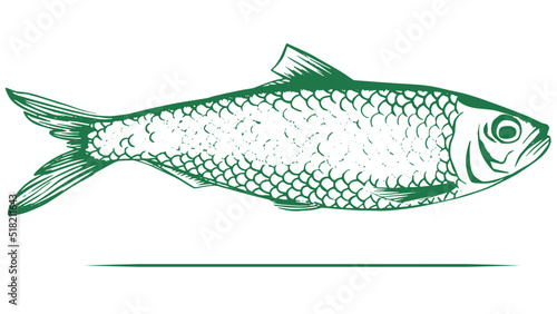 herring or sardine fish drawing illustration for food, seafood, frozen food, canned fish & restaurant