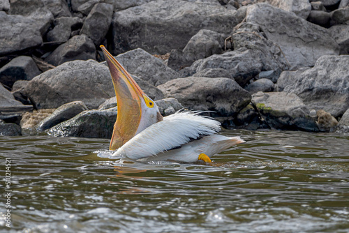 Close-up of an American white pelican swallowing fish
