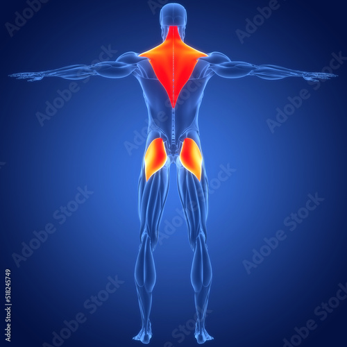 Human Muscular System Trapezius and Gluteus Maximus Muscles Anatomy
