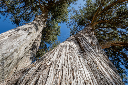 sabina albar de cinco guias(Juniperus thurifera), arbol monumental catalogado, Espacio Natural del Sabinar de Calatañazor, Soria, Comunidad Autónoma de Castilla, Spain, Europe