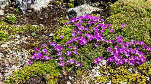 Purple saxifrage grows in rocky mountains on top of Lomnicky peak