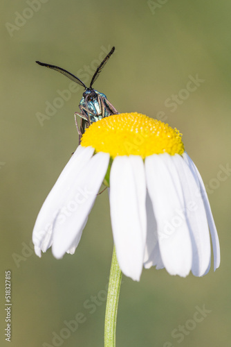 Motyl lśniak szmaragdek na rumianku