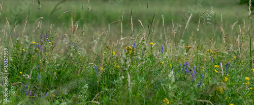 dzika łąka z polnymi kwiatami i zieloną trawą