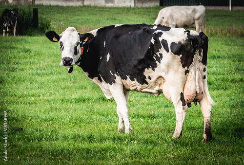 Cows grazing in the pasture