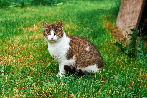 white-gray cat on the grass