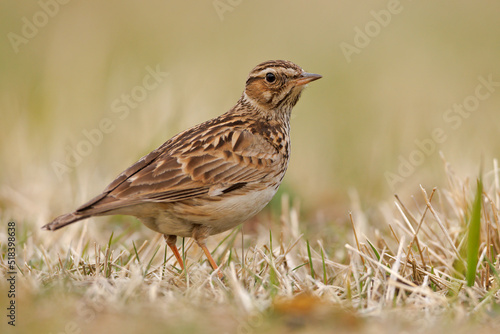 Lerka, skowronek borowy (Lullula arborea)