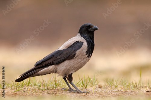 Wrona siwa (Corvus corone)