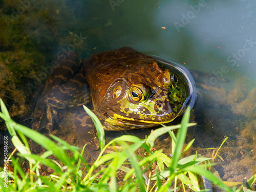 奈良公園の池に住むウシガエル