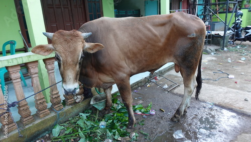 Cattle, cows (sapi) to prepare sacrifices on Eid al-Adha