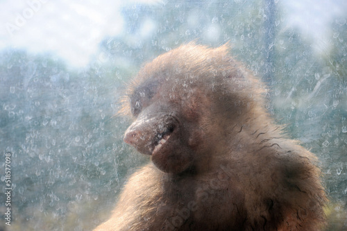 Monkeypox outbreak concept. Baboon locked behind glass. Monkeypox is caused by monkeypox virus. Virus transmitted to humans from animals. Monkeys may harbor the virus and infect people.