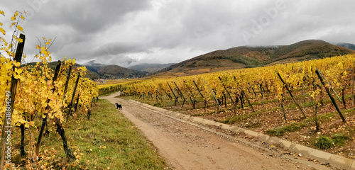 Promenade du chien dans le vignoble alsacien à l'automne, Kaysersberg vignoble, Alsace, France