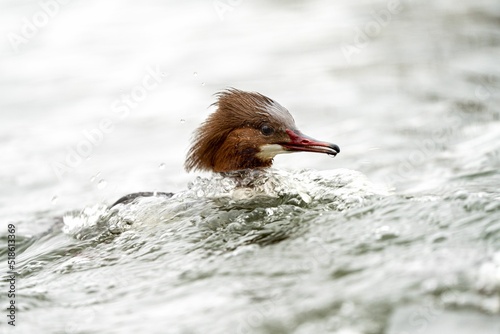 Closeup of a common merganser duck swimming in the water