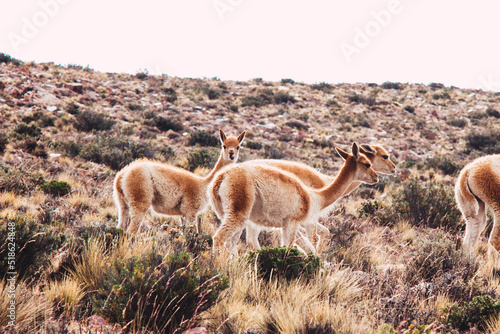 vicuña (Lama vicugna) or vicuna pack in jujuy, argentina. 