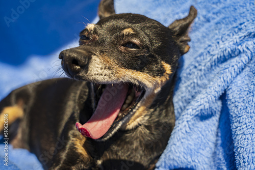 Pies Pinczer miniatura, stary, odpoczywa na niebieskim kocyku, ziewa, różowy język.