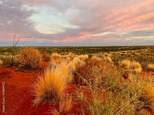 Scenic view of greenery growing in the desert near Uluru or Ayers Rock, South Australia