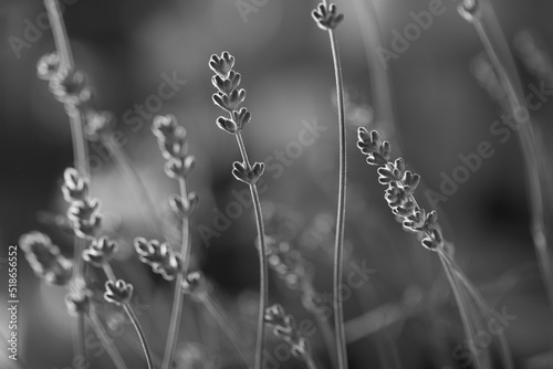 black and white photo. selective focus, beautiful lavender in the field close up. 