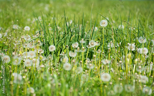 dandelions among the grass