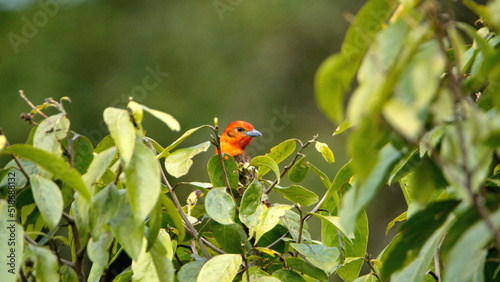 Male flame-colored tanager (Piranga bidentata) perched on a branch at the high altitude Paraiso Quetzal Lodge outside of San Jose, Costa Rica