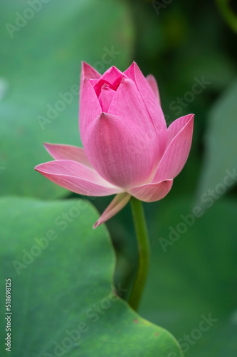 Pink lotus flower on dwarf variety. Nelumbo nucifera 'Akari' growing in a water bowl in a garden in Tokyo