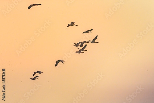 A group of greylag goose in flight