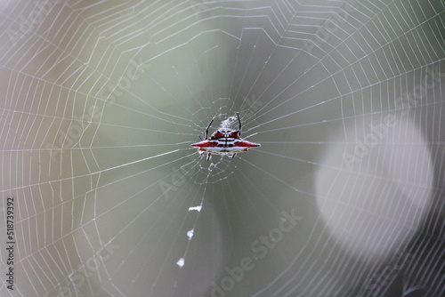 red spider in web 