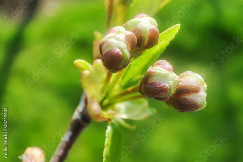 Details of bud in cherry tree branch. Macro cherry plant. Spring outdoor