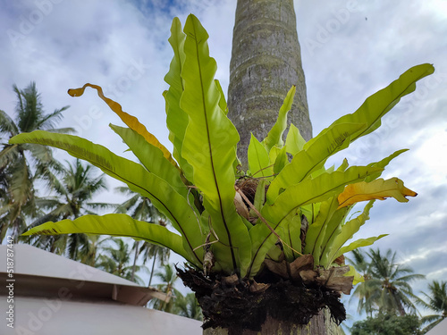 Paku sarang burung or Bird's nest fern or Asplenium nidus is a type of fern that is found in humid and shaded places and is also popularly grown as an ornamental plant.
