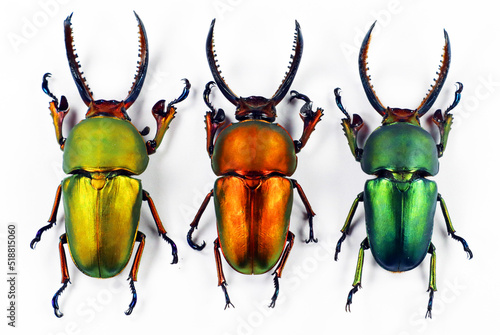 Rainbow beetles isolated on white. Different color forms stag beetles Lamprima adolfinae macro, yellow, red, green coleoptera, collection beetles, entomology, insects, lucanidae