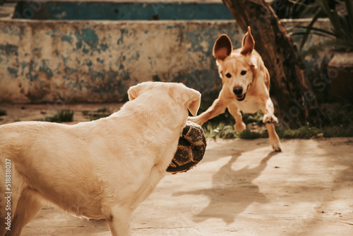 long-eared jumping dog, two dogs playing with a broken ball in the yard of a house. Two adult dogs playing. Animals exercising. pets training. dog game. bring the ball. Jump