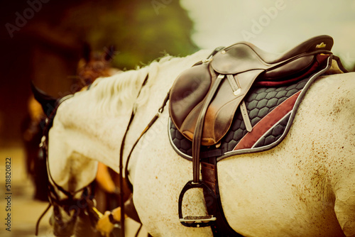 A beautiful gray horse is dressed in equestrian sports gear on a summer day. Stirrup the bridle and saddle worn on the horse. Horse riding.