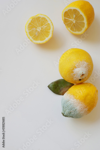 Blue mold on yellow lemon. Spoiled rotting fruit with mold on a white background. Lemon with mold and fresh lemon on a white background. Top view