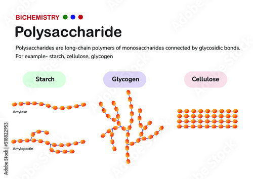 Biochemistry diagram present structure of polysaccharide such as starch (amylose and amylopectin), glycogen, and cellulose, formed from monosaccharide sugar