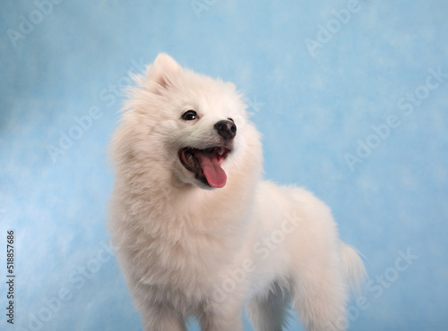 Portrait of a beautiful white fluffy dog on a blue background in a studio with an open mouth