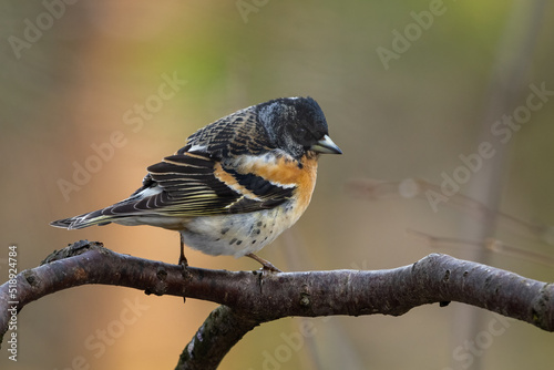 Male Brambling in breeding plumage perched on a branch
