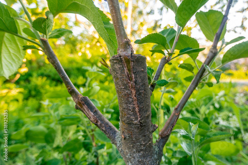 stalk overgrown with cambium, grafted on a branch of an apple tree last spring. Grafted fruit trees