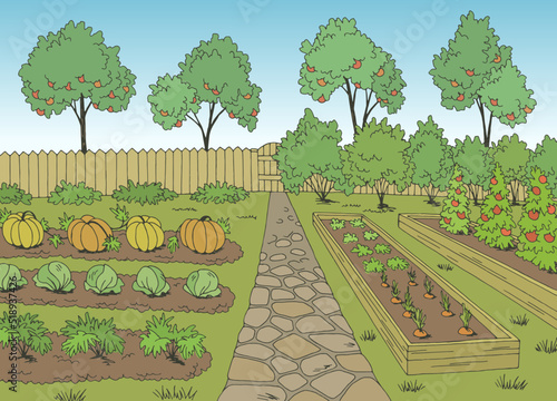 Vegetable garden graphic color landscape sketch illustration vector