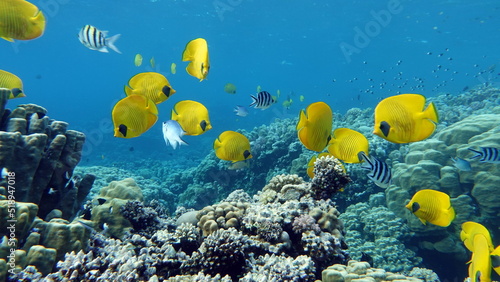 Masked butterflyfish. Fish - a type of bone fish Osteichthyes. Butterfly fish Chaetodontidae. Masked butterfly fish.