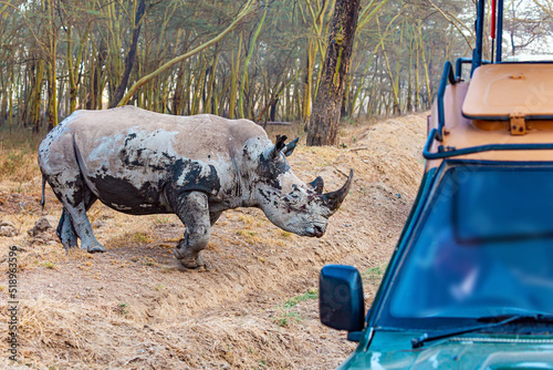 The huge rhinoceros