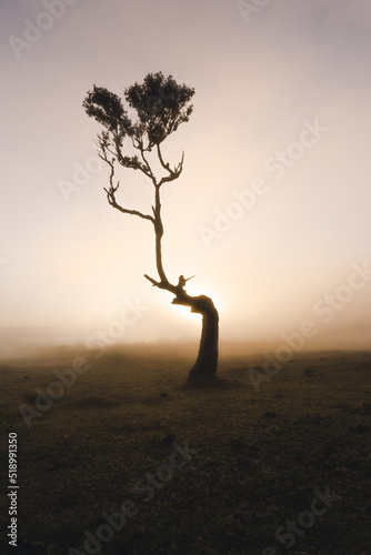 Einsamer Baum im Sonnenuntergang