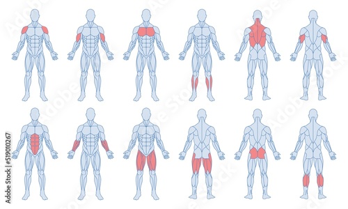 Male muscle anatomy set. Figure of man and with highlighted biceps, triceps, quadriceps, calf and latissimus dorsi. Training and sports. Cartoon flat vector collection isolated on white background